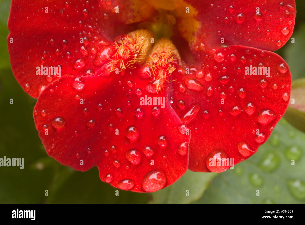 Red Mimulus flower with water droplets Stock Photo