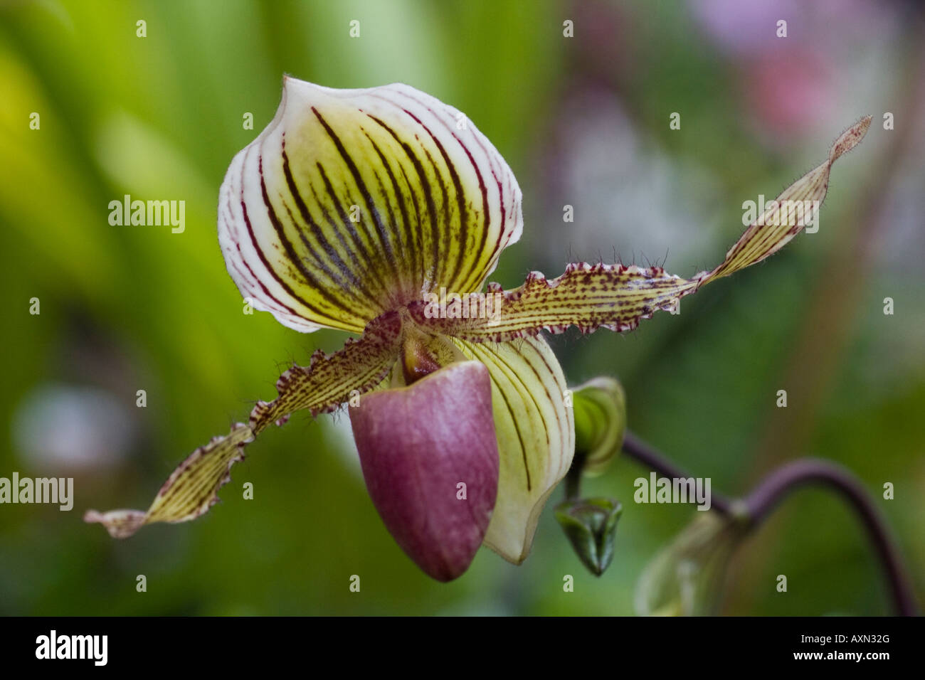 Orchid Paphiopedilum malipoense Stock Photo