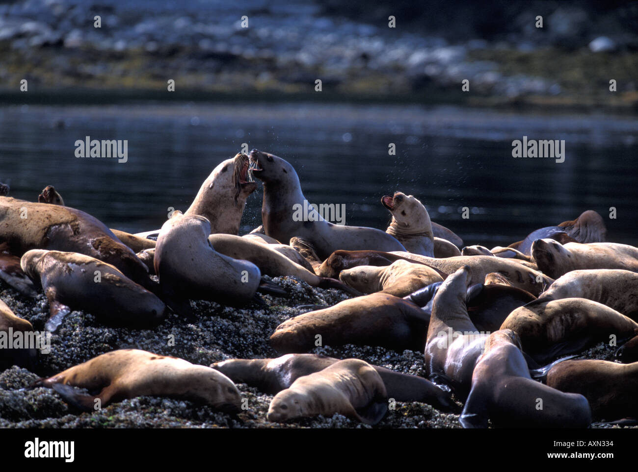 Stellar sea lions fighting off Brothers Island Southeast Alaska Stock