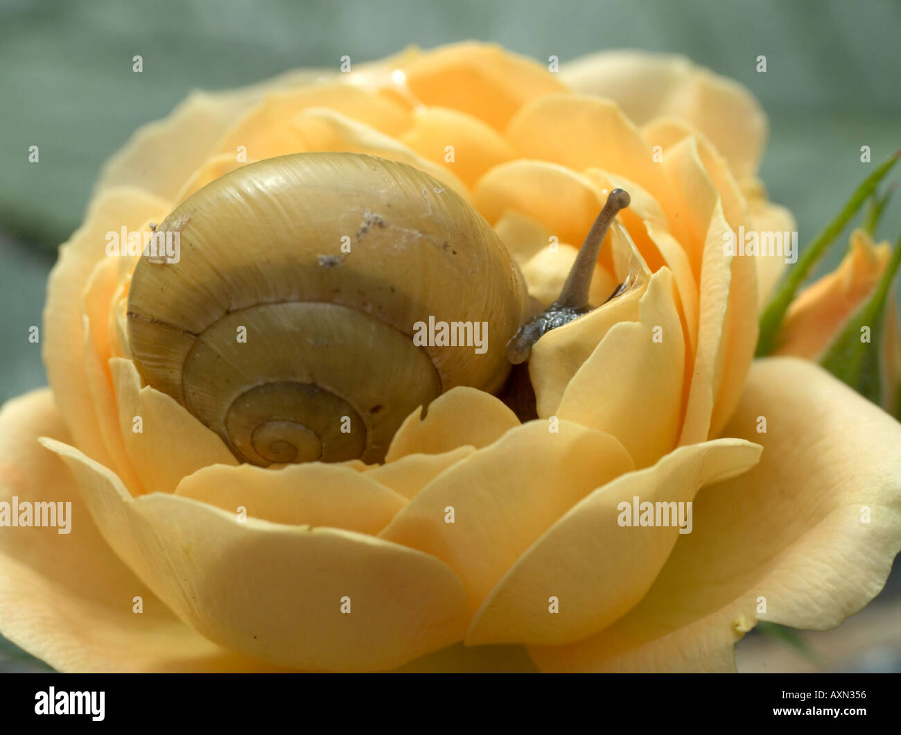 Garden Snail on yellow rose White lipped banded snail Cepaea hortensis Stock Photo