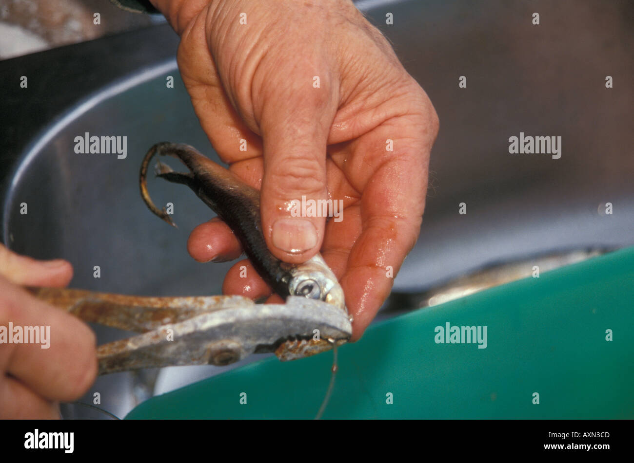 A closeup of a man's hands baiting a large fish hook with herring on a fishing boat in Alaska fishing for wild Alaskan Salmon. Stock Photo