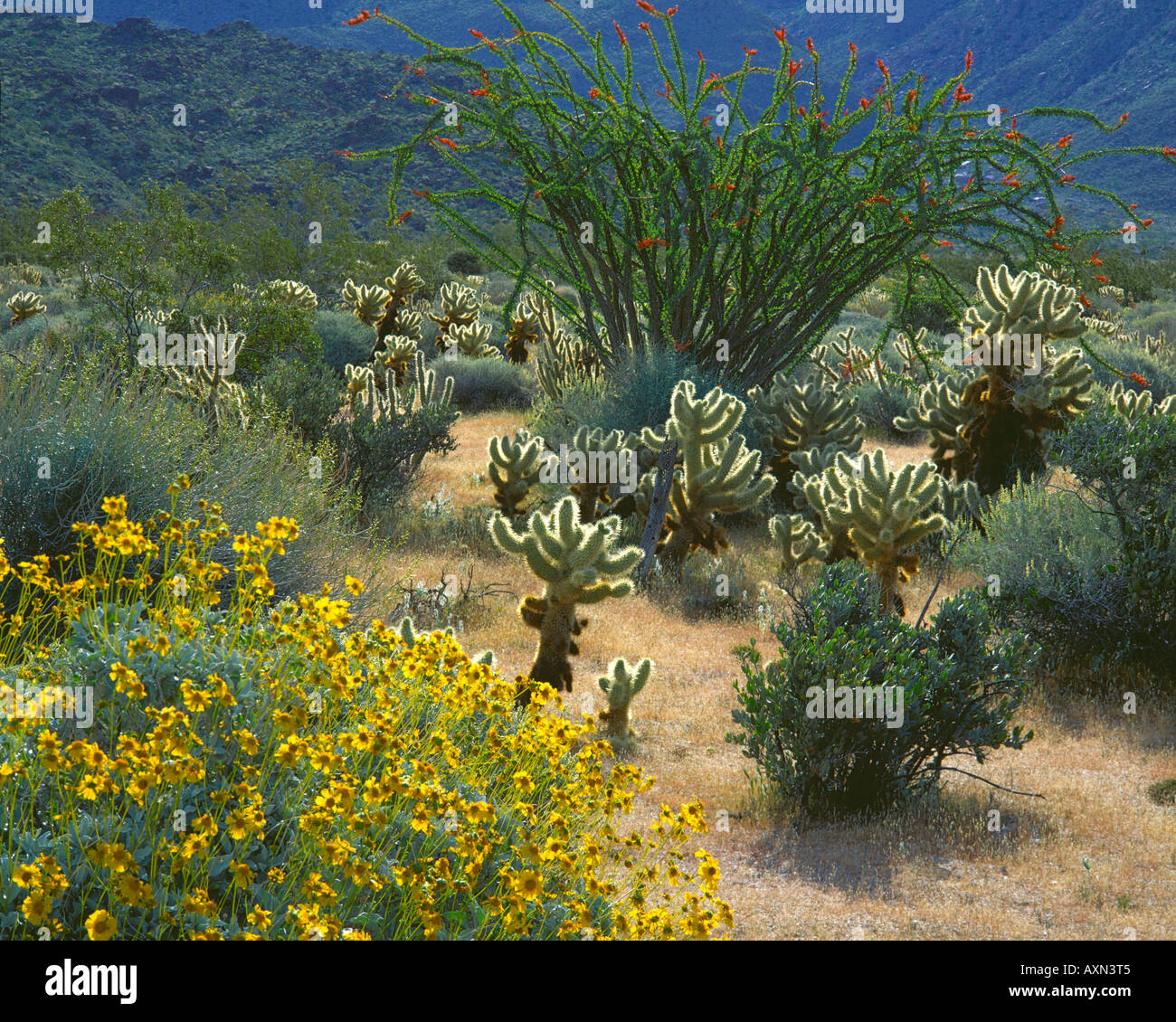 California desert wildflowers hi-res stock photography and images - Alamy