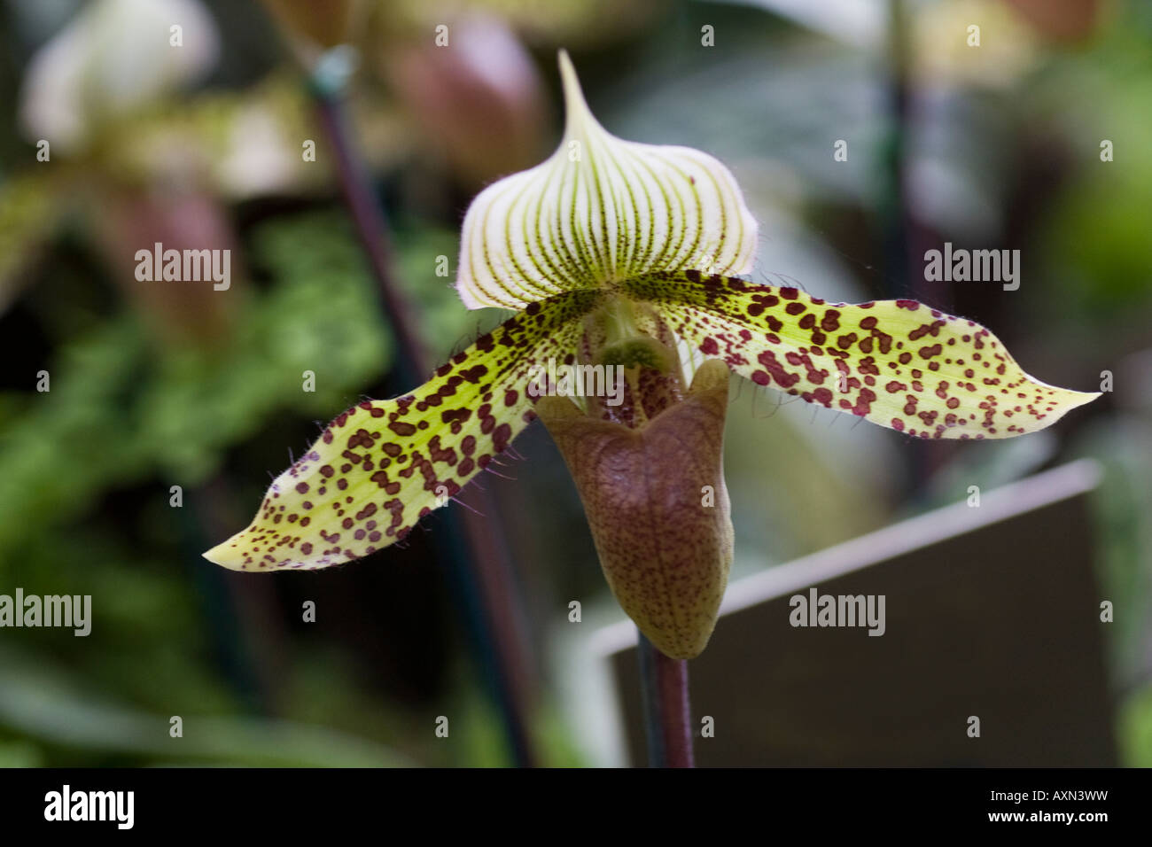 Orchid Paphiopedilum Ninja Stock Photo