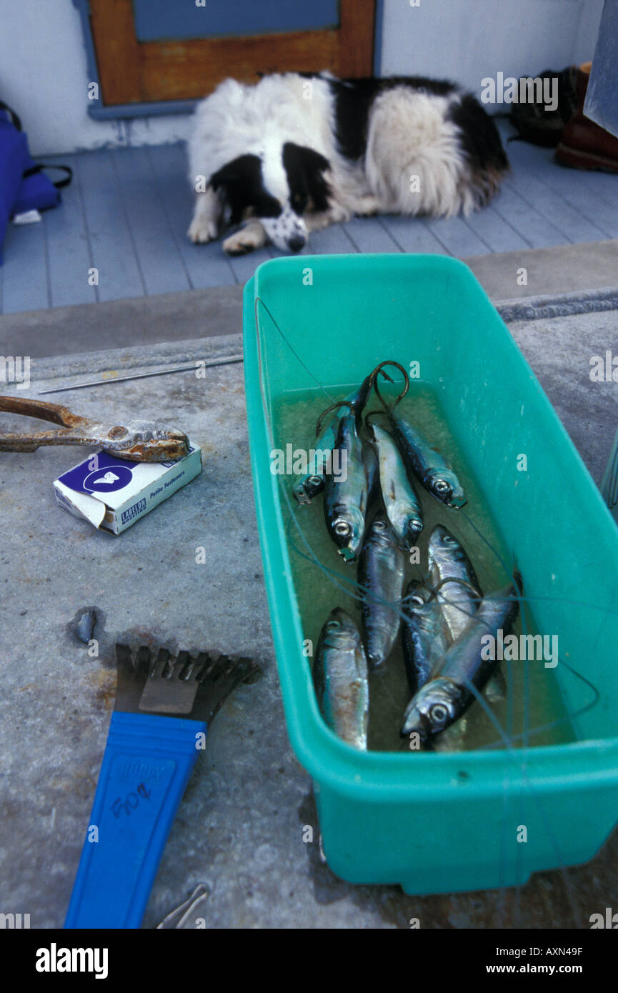 Herring bait and a dog on a Alaskan salmon fishing boat Stock Photo