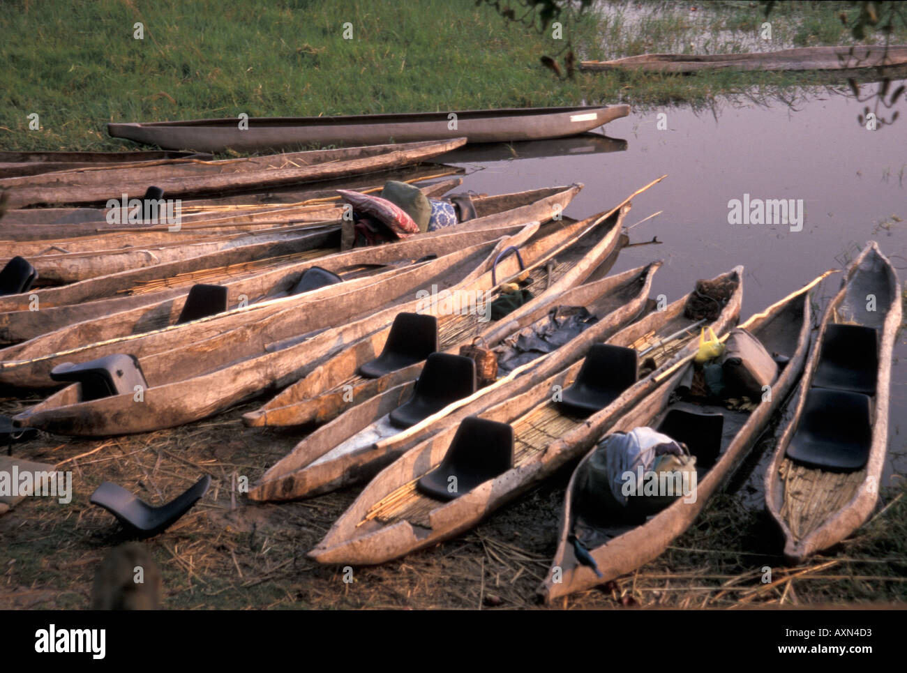 A fleet of wooden dugout canoes called Mokoros lie along the swamp edge at sunrise in the
