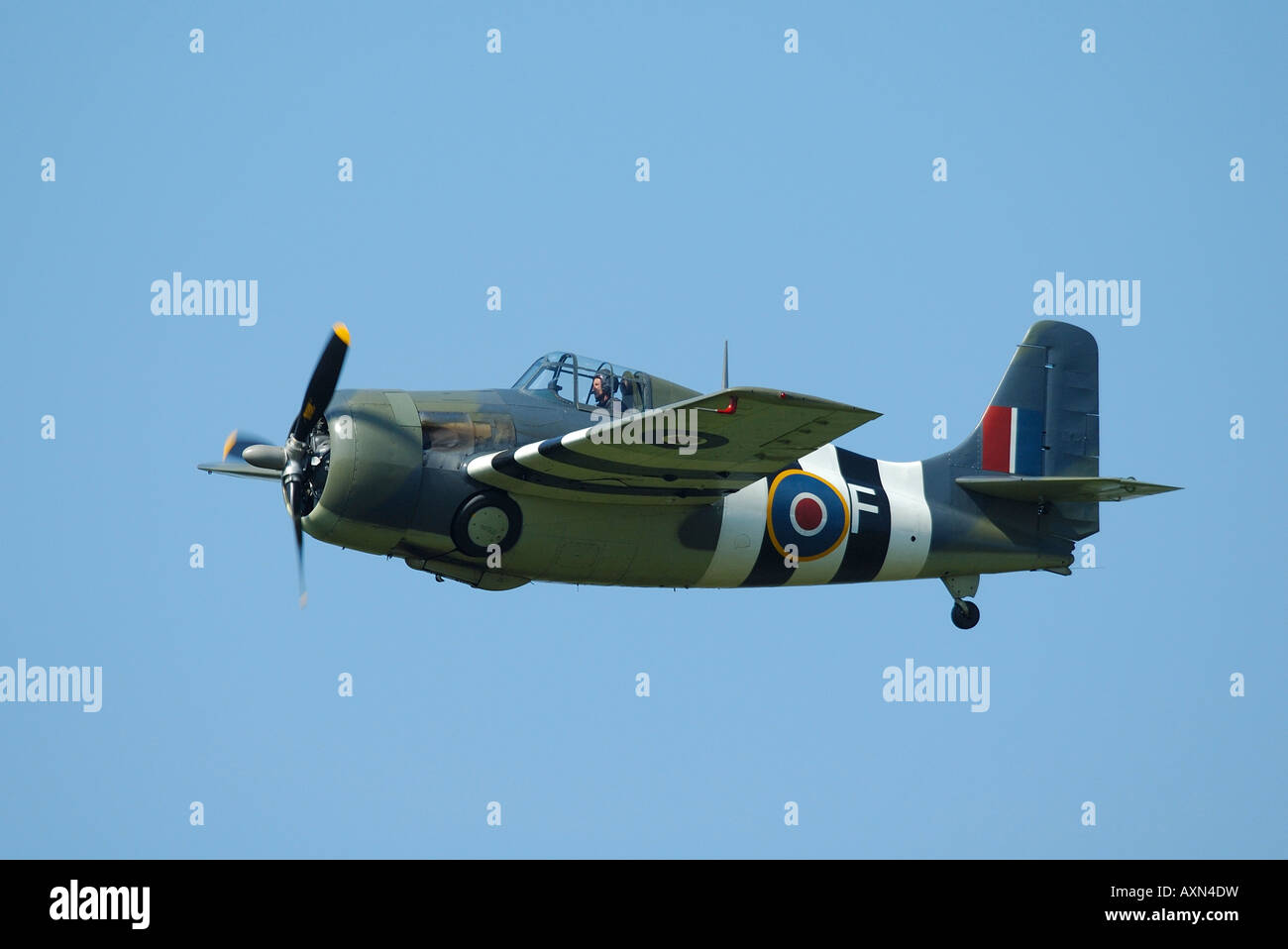 Grumman F4F Wildcat in flight during french vintage airshow at La Ferte Alais, France- Stock Photo