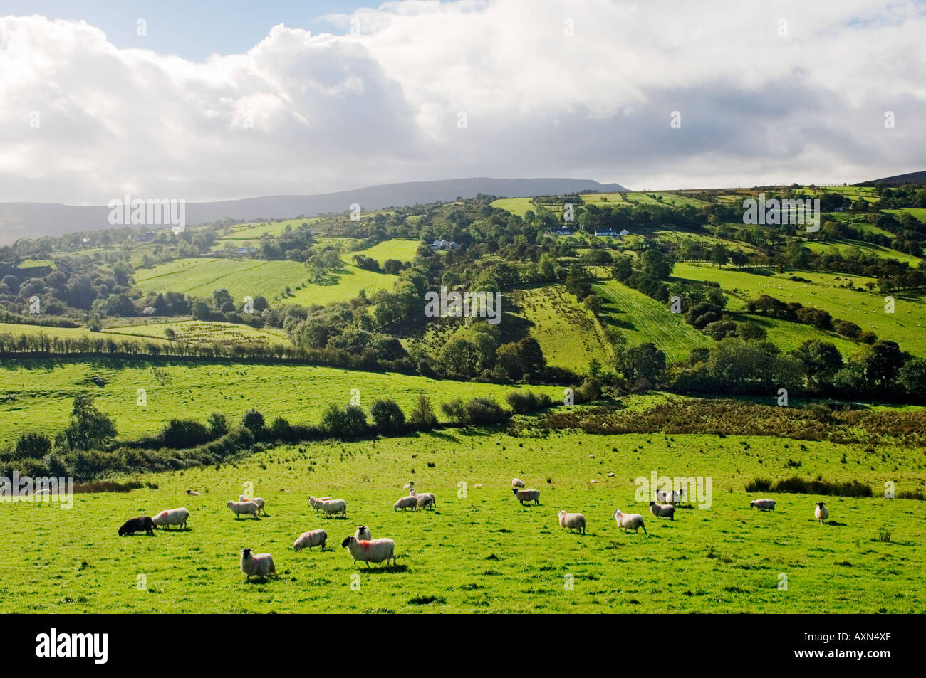Sheep grazing farm landscape in upper River Roe valley NW of Glenshane