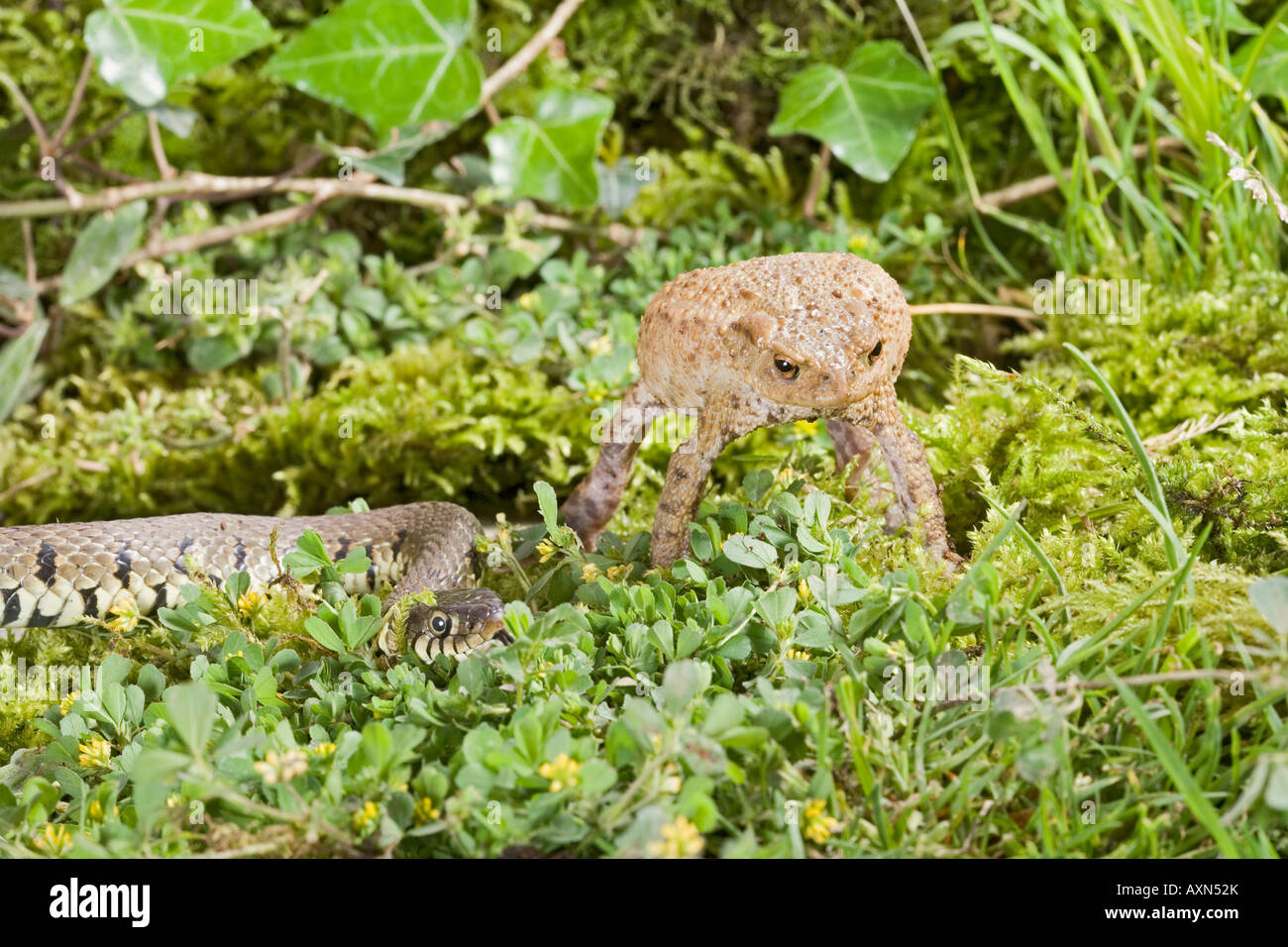 Grass snake Natrix natrix approaches toad which inflates as a defense mechanism Stock Photo