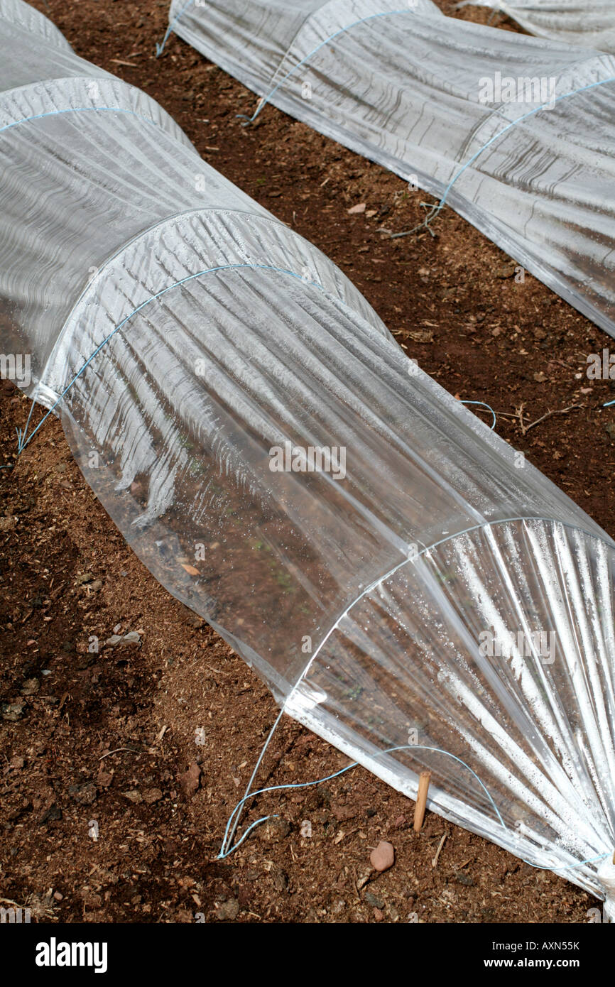 POLYTHENE CLOCHES BEING USED TO GROW AN EARLY CROP OF SALDS CROPS AND