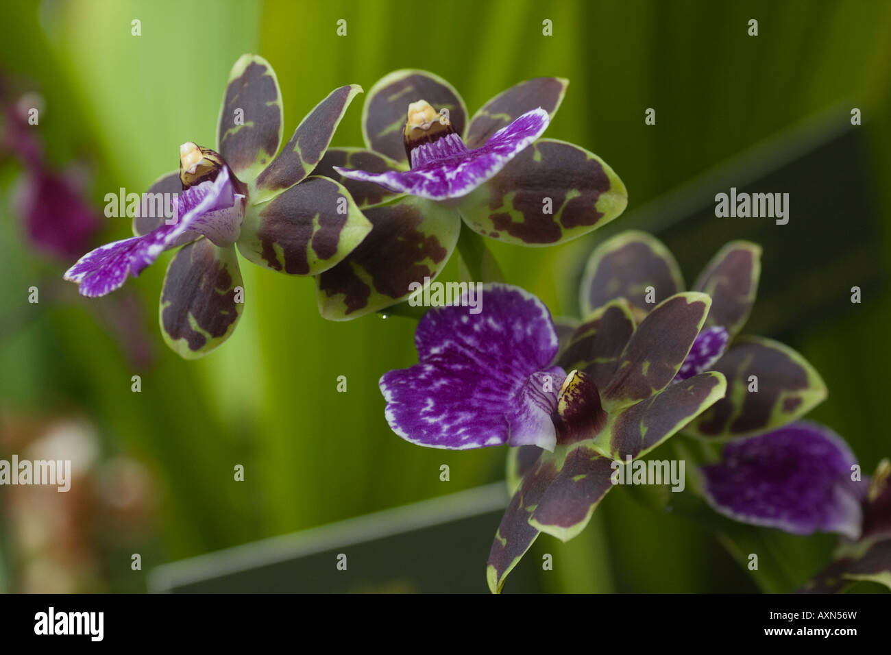 Orchid Zygopetalum James Strauss Stock Photo