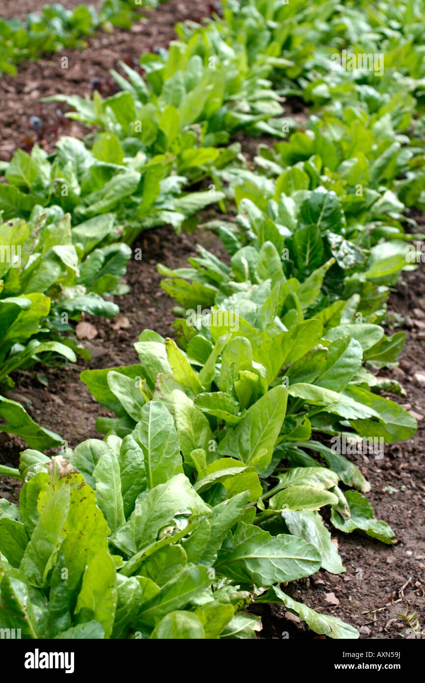 PERPETUAL SPINACH OR SPINACH BEET IN SPRING Stock Photo