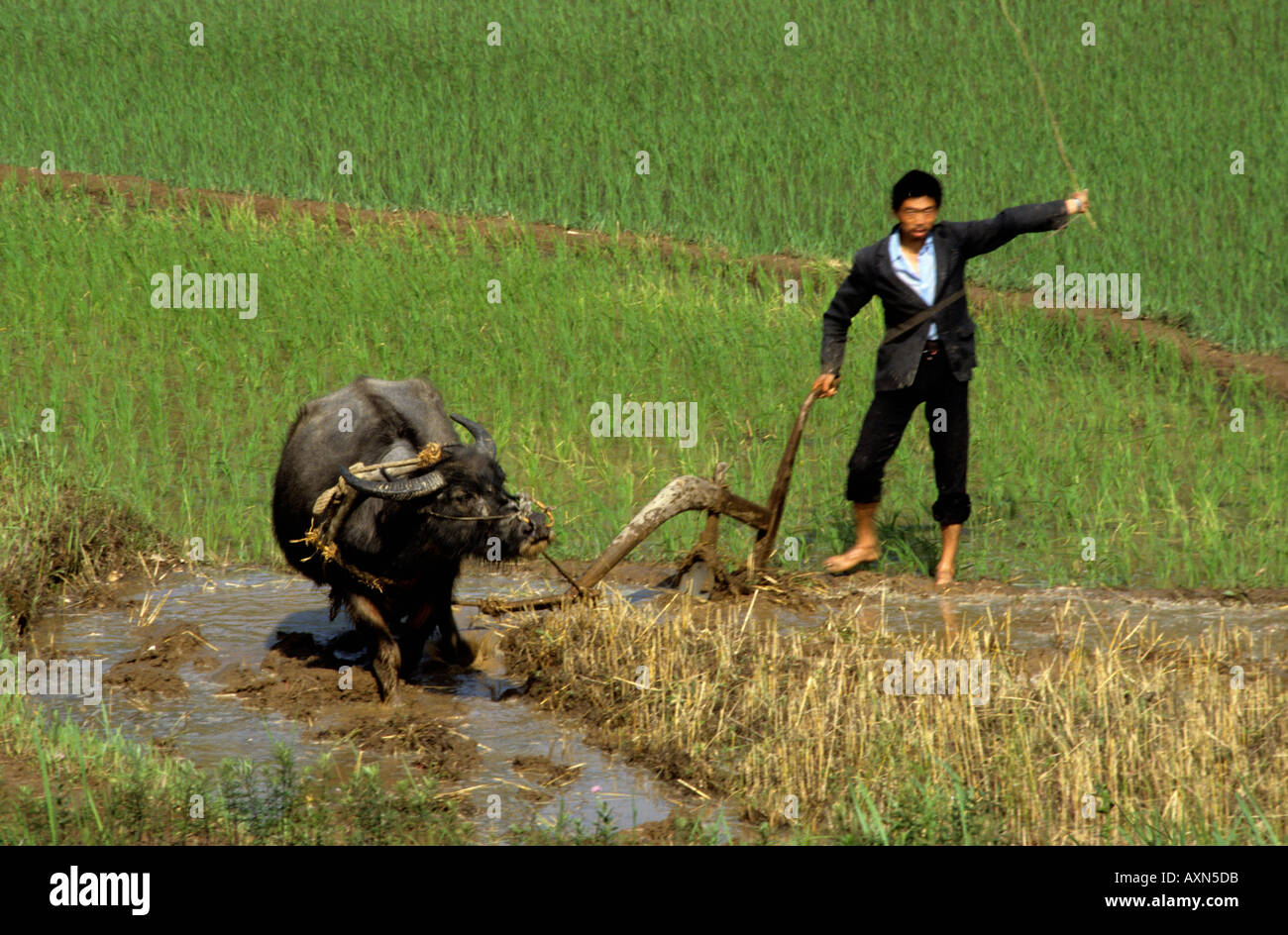 Chinese farmer plows his rice field with primitive equipment Stock