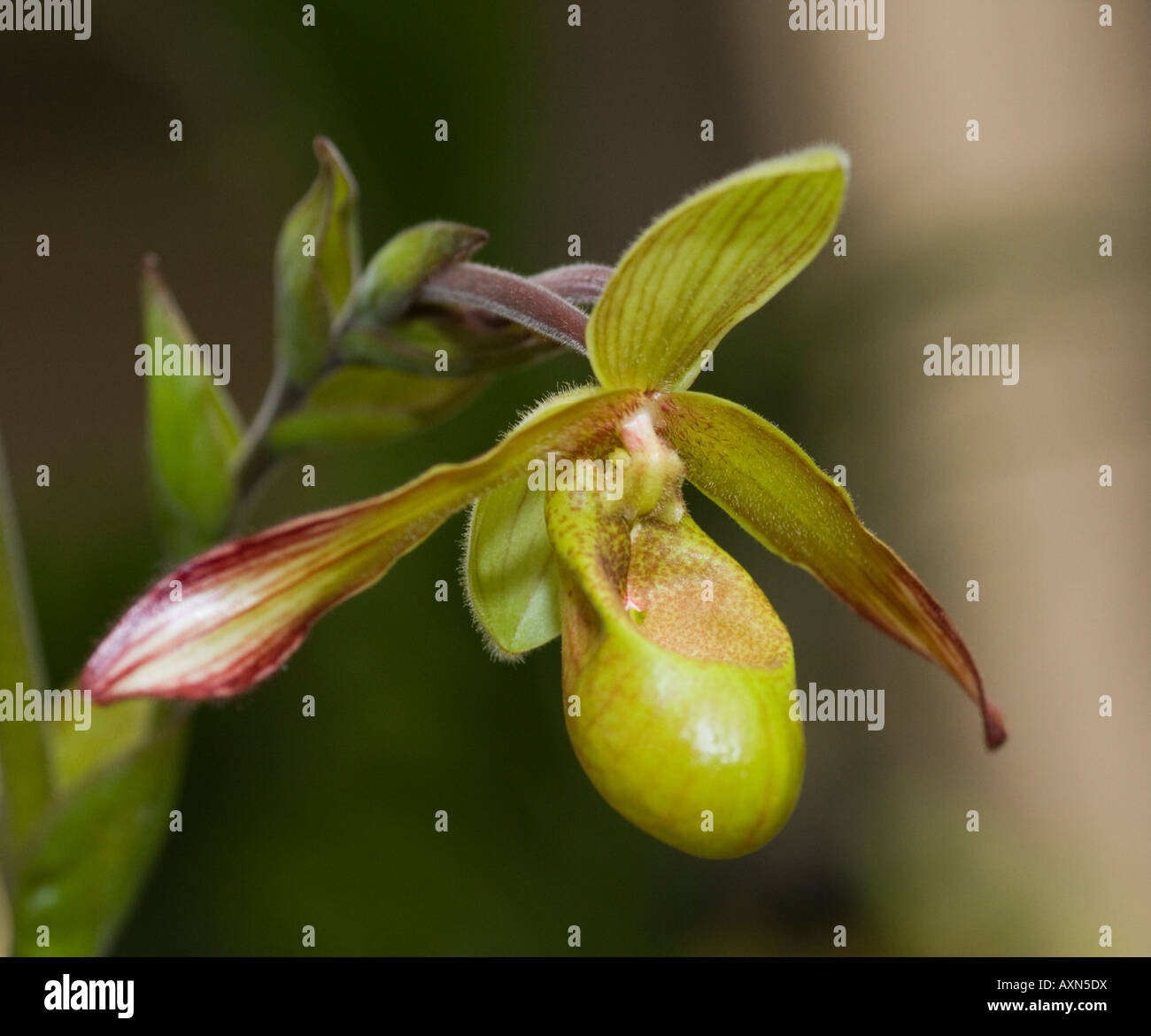 Orchid Phragmipedium sargentianum Stock Photo