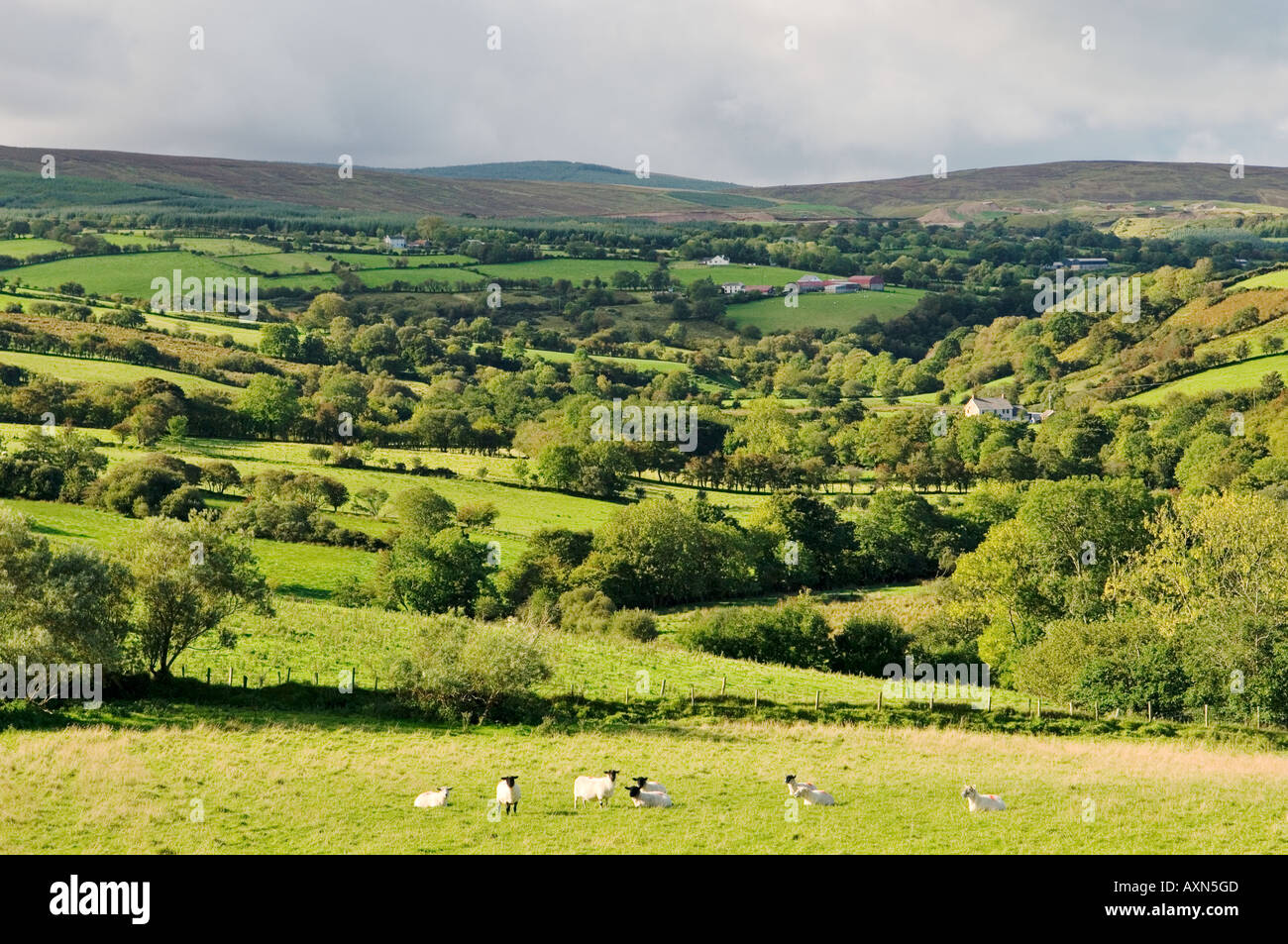 Sheep grazing fields farm landscape in upper River Roe valley NW of Glenshane Pass county Derry