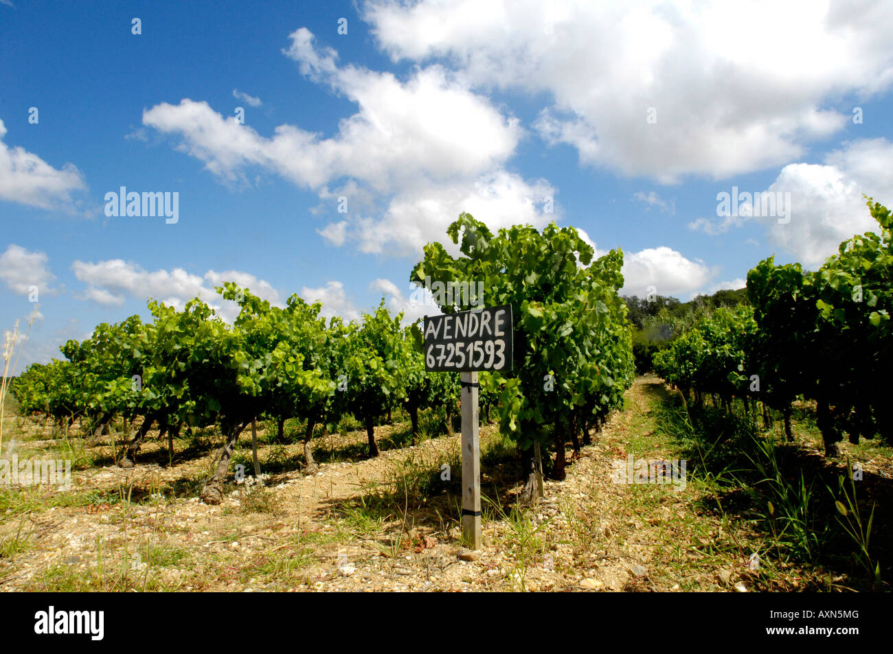 rows of vines in rural french vineyards for sale with rustic sign near