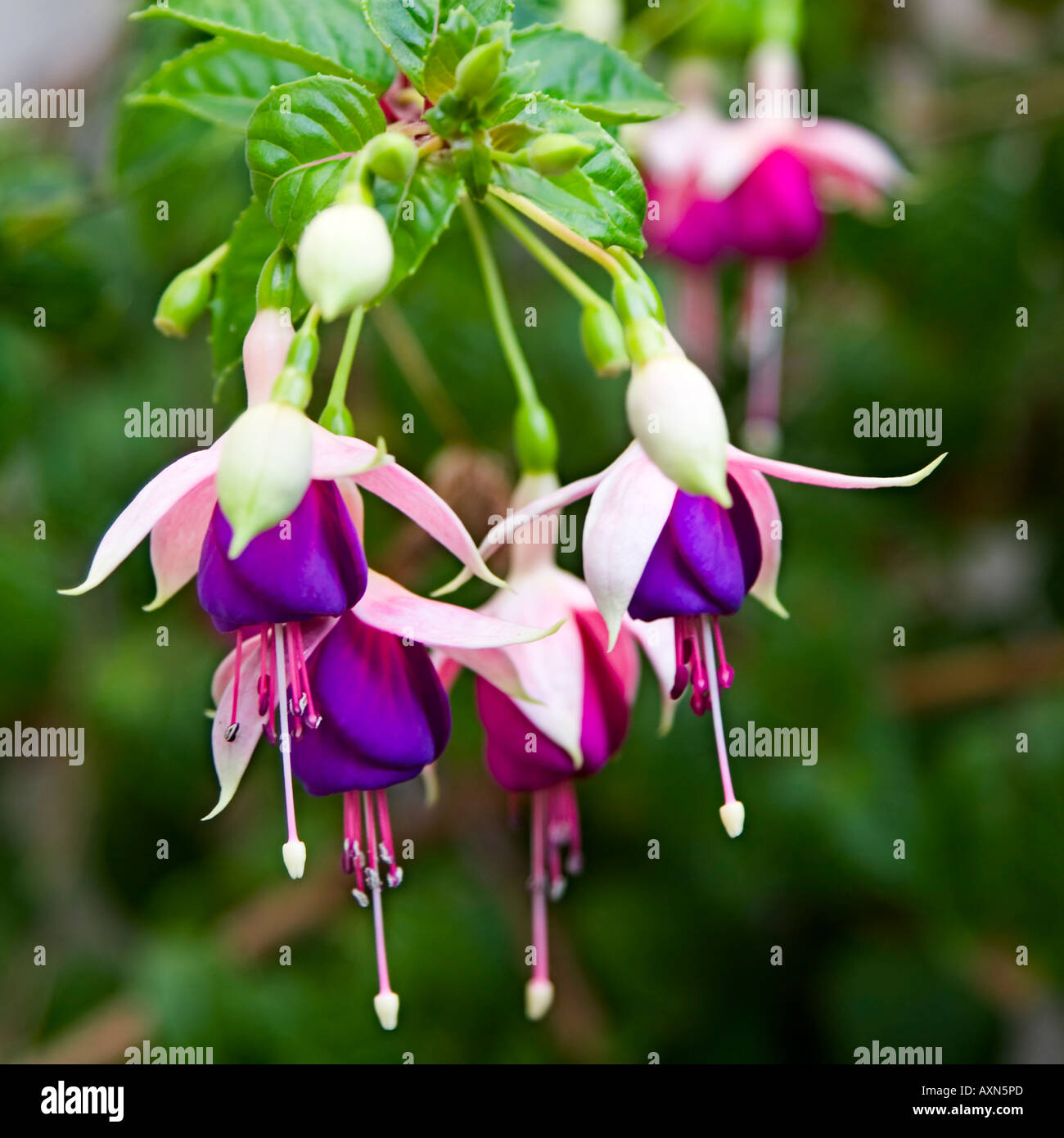 Fuschia Plant,  fuchsia magellanica Stock Photo