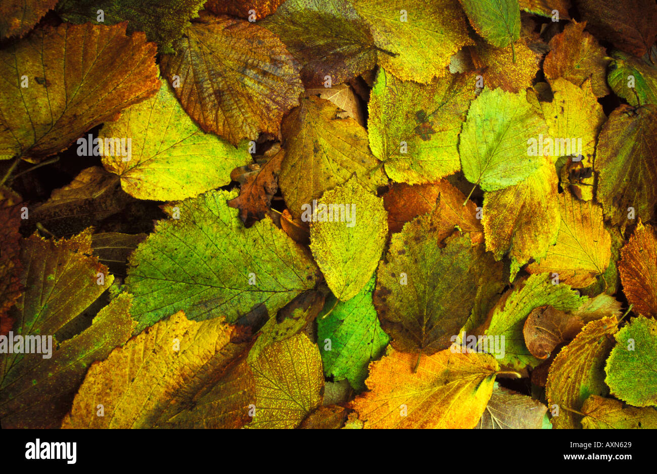 Autumn autumnal fall leaves colour color coloured colored background England UK GB British Isles nature Stock Photo