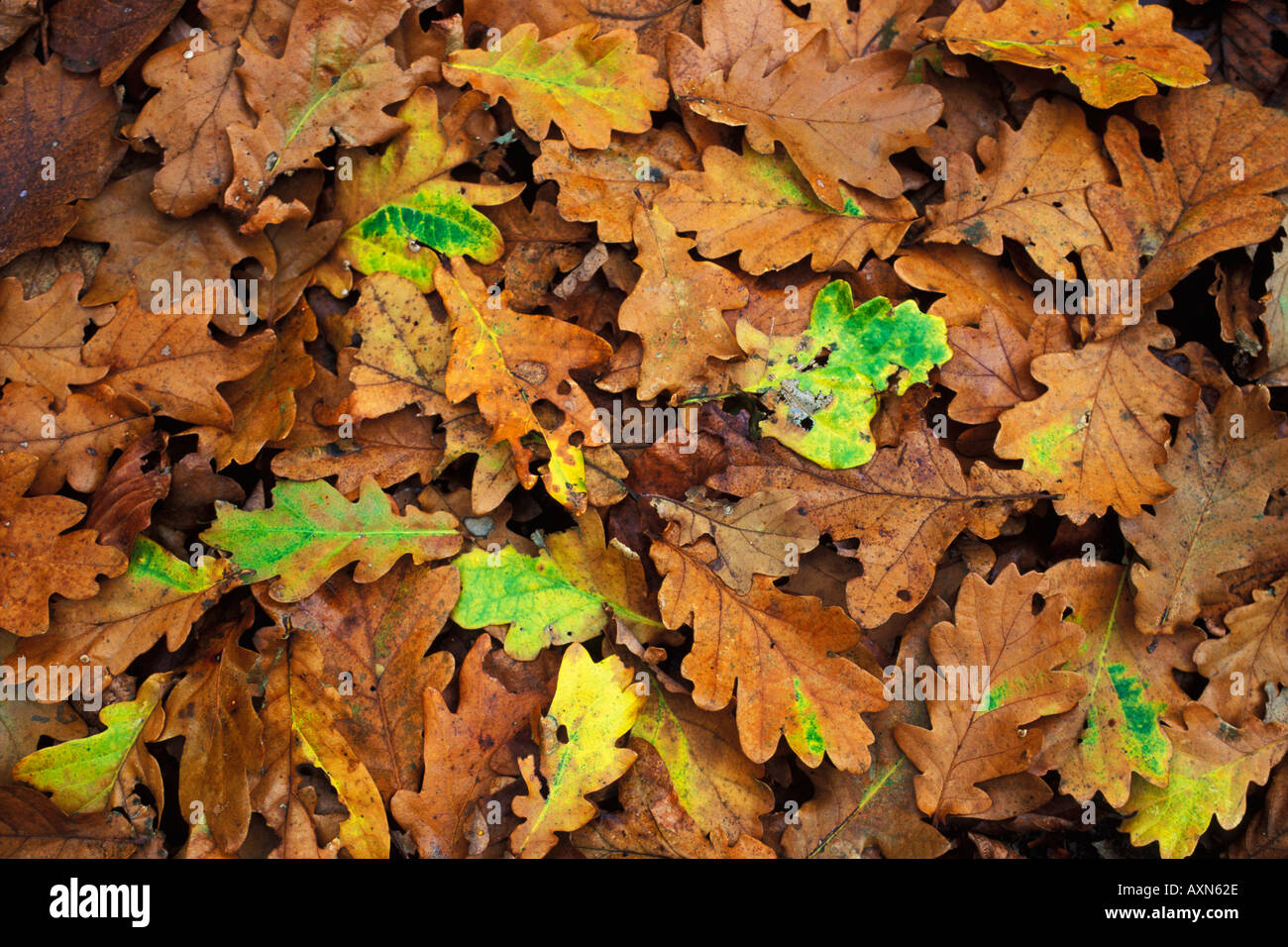 Autumn autumnal fall oak leaves colour color coloured colored background England UK GB British Isles nature yellow green gold Stock Photo