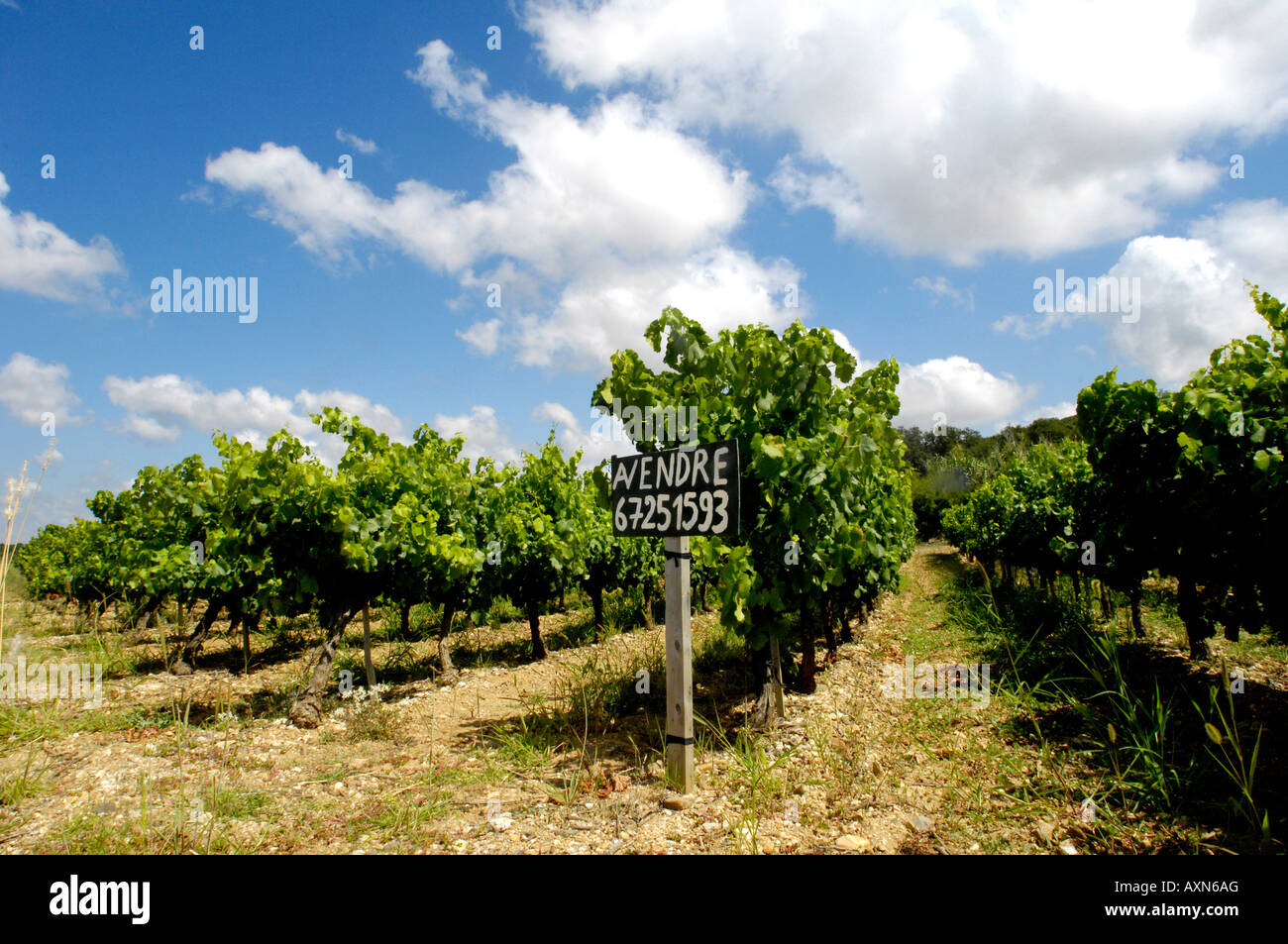 rows of vines in rural french vineyards for sale with rustic sign near