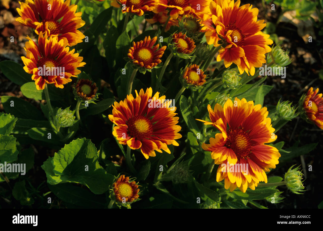 Gallardia goblin hi res stock photography and images Alamy