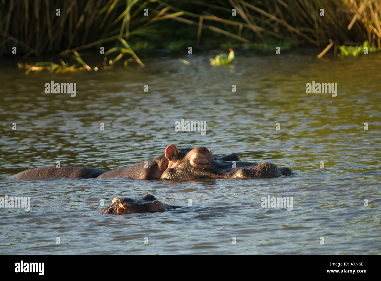 A hippo resting in a river with a young calf Stock Photo