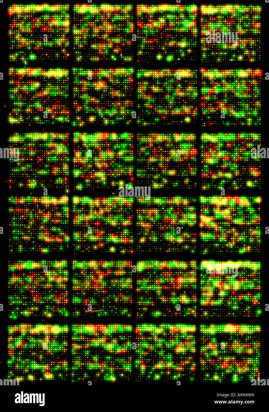 Micro Array DNA Chip, human genome structure Stock Photo