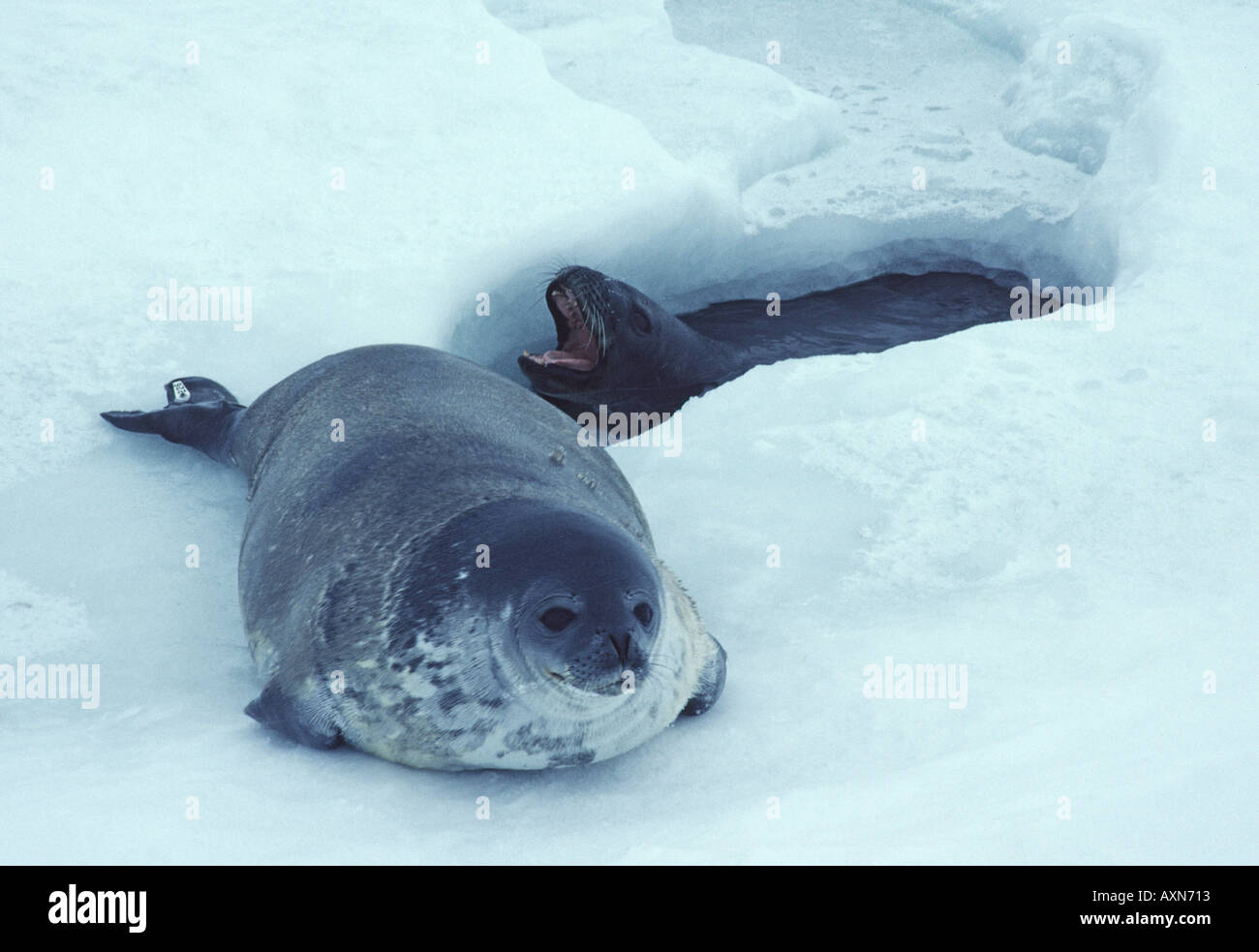 Weddell Seal Pup And Mother At Breathing Hole Near Scott Base Ross weddell-seal-pup-and-mother-at-breathing-hole-near-scott-base-ross