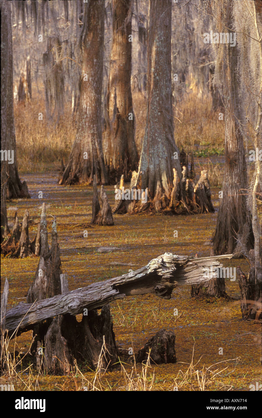 Louisiana swamp winter hi-res stock photography and images - Alamy