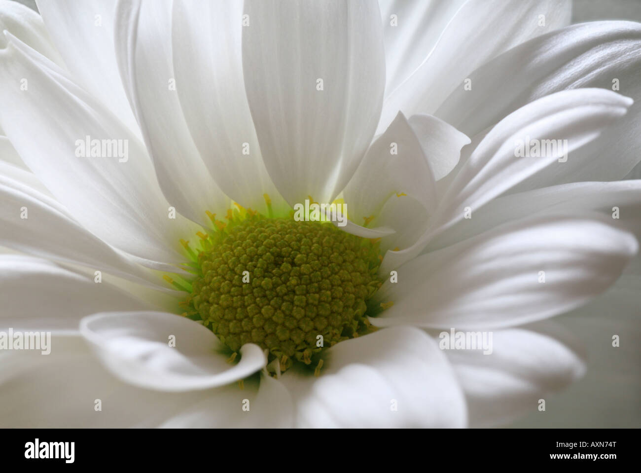 Chrysanthemum petals hi-res stock photography and images - Alamy
