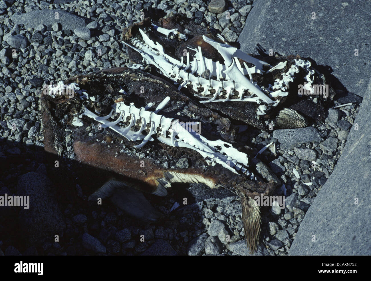 Preserved skeleton s of penguins eaten by Scotts historic northern field party Inexpressible Island Antarctica Stock Photo