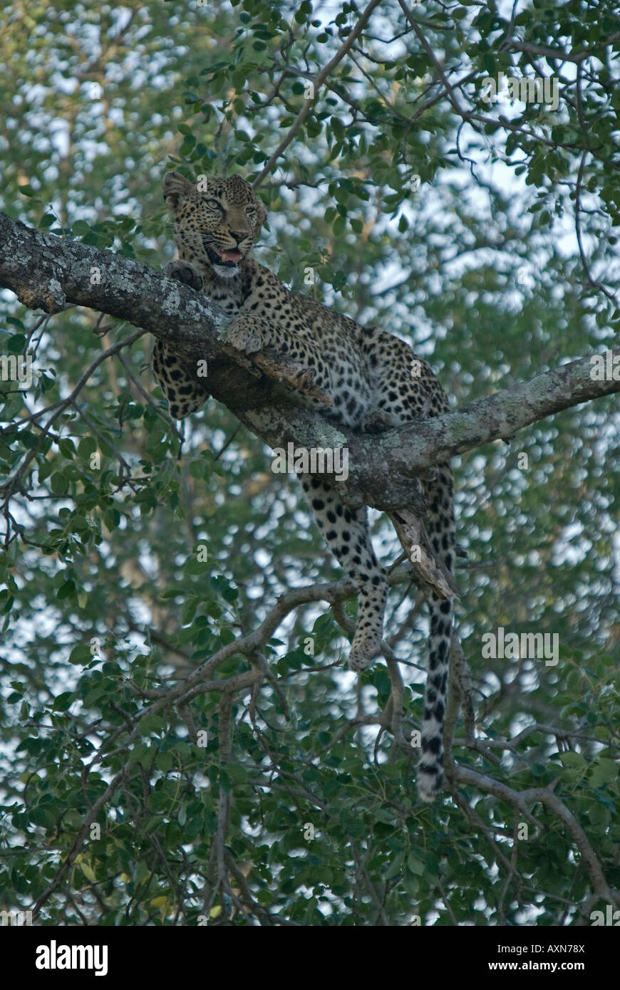 A leopard relaxing on a tree branch in the African bush Stock Photo - Alamy