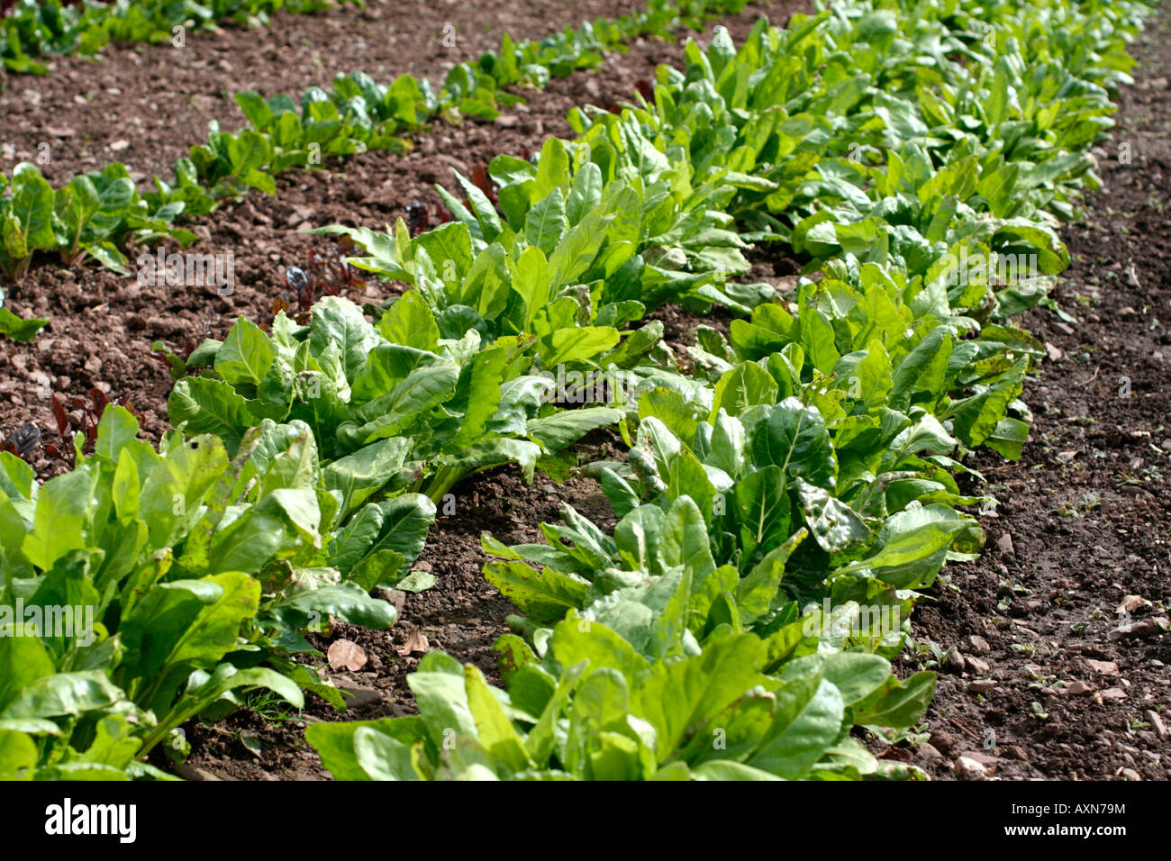 PERPETUAL SPINACH OR SPINACH BEET IN SPRING Stock Photo