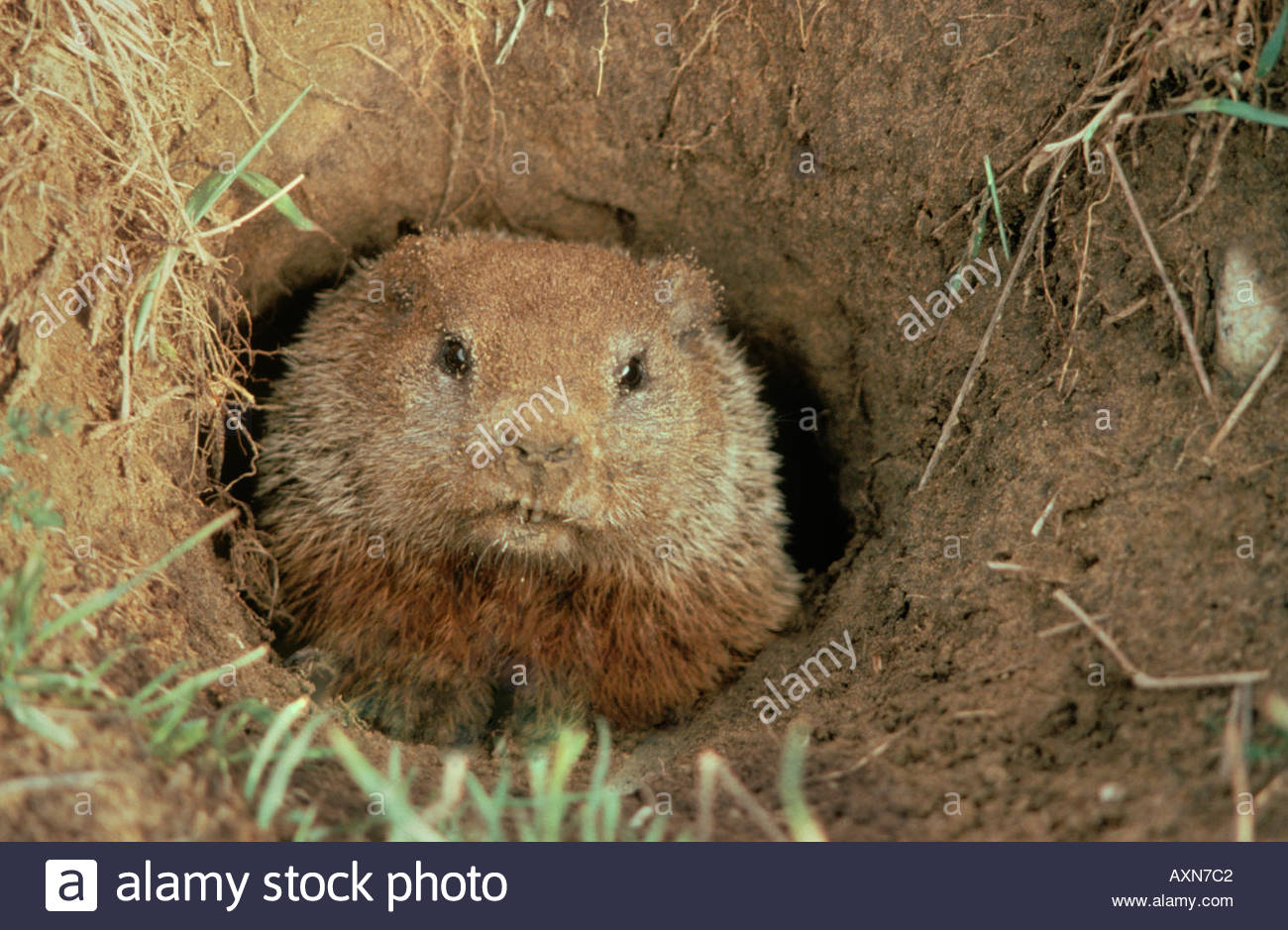 Groundhog Burrow High Resolution Stock Photography and Images Alamy