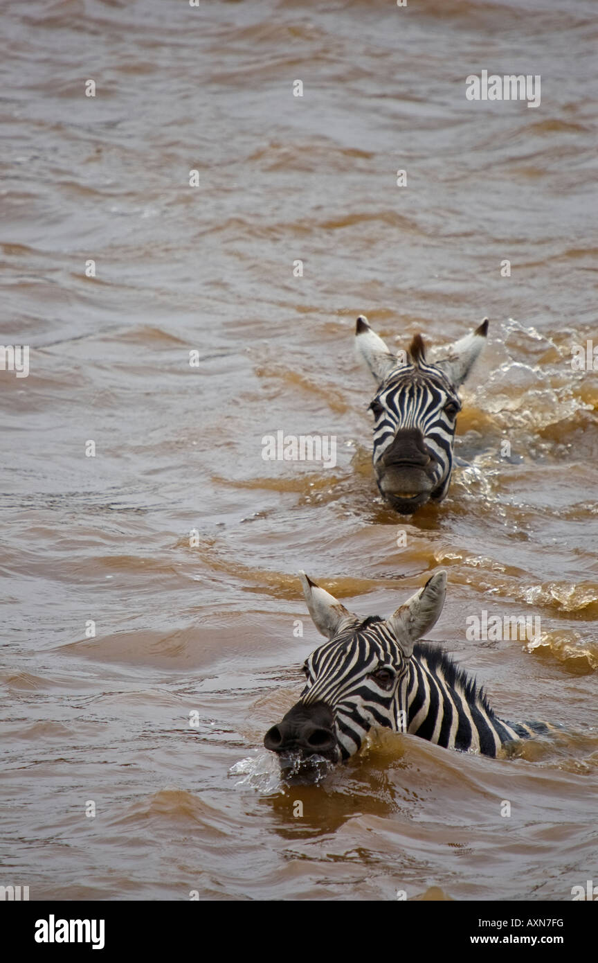 Zebra swimming hires stock photography and images Alamy