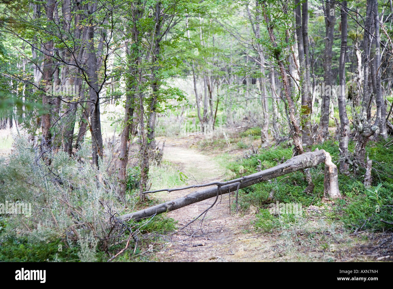 path with fallen tree, beaver works, feuerland, fireland, Stock Photo