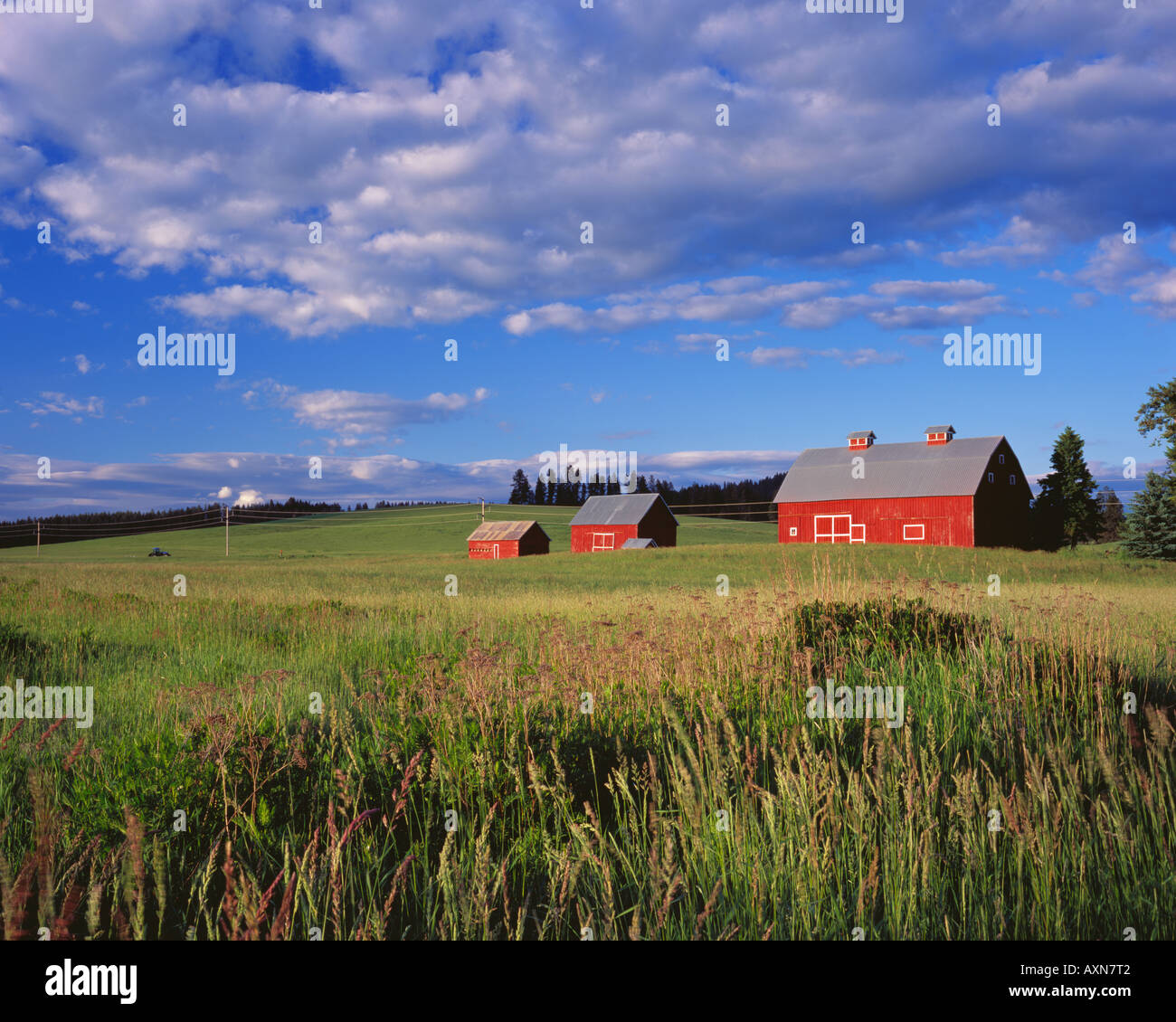 Afternoon light on red gambrel roofed barn near Potlatch, Idaho Stock