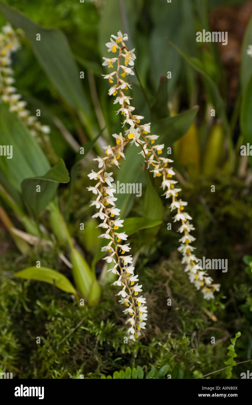 Orchid dendrochilum cabbianum Stock Photo