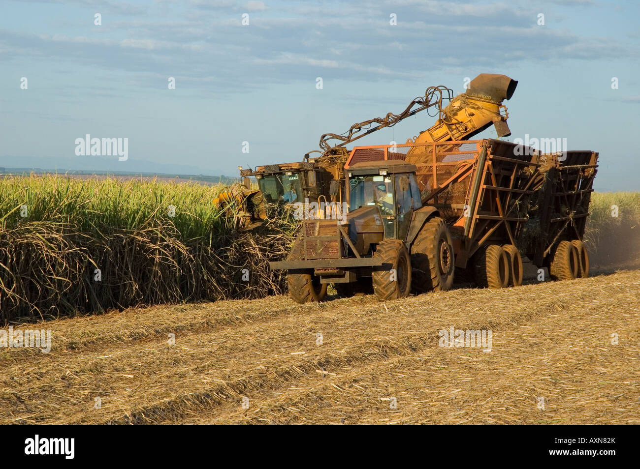 Tractor harvesting cane Stock Photo