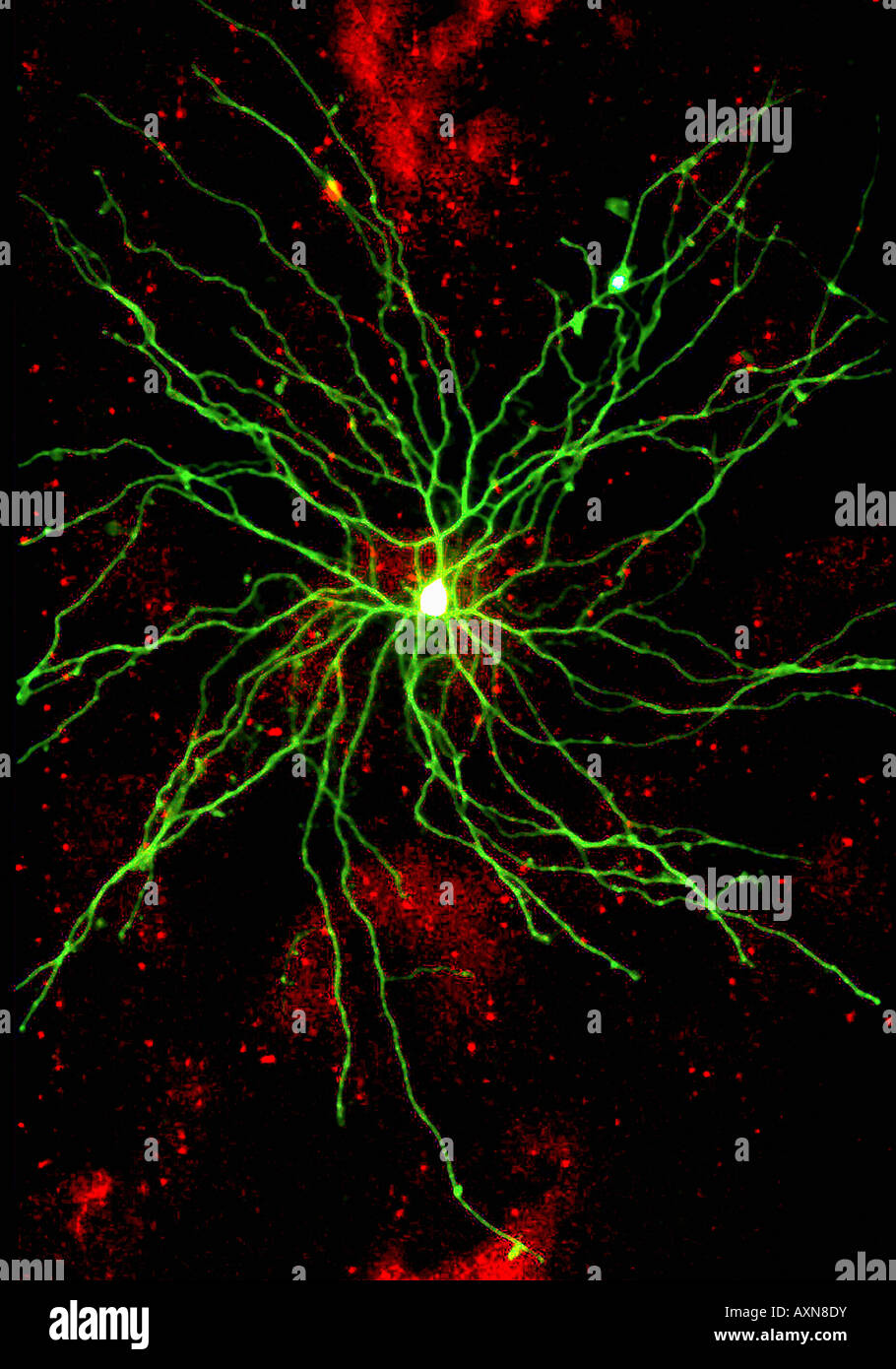 a single brain cell neuron Stock Photo