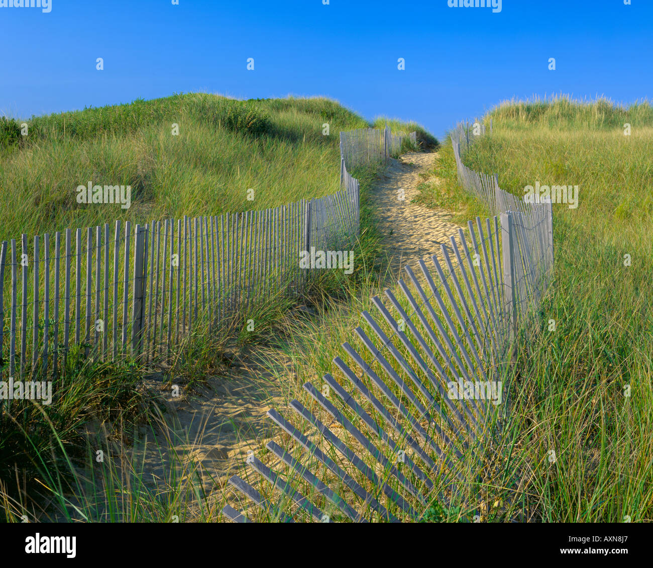 Path through sand dunes on the Great Island Trail Great Island near ...