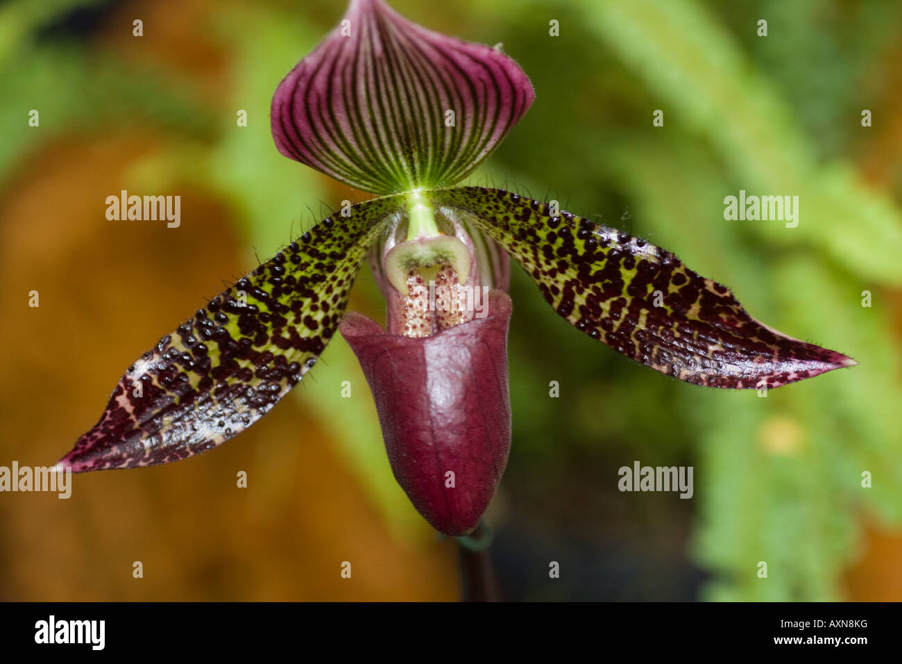 Orchid Paphiopedilum Masuki Stock Photo