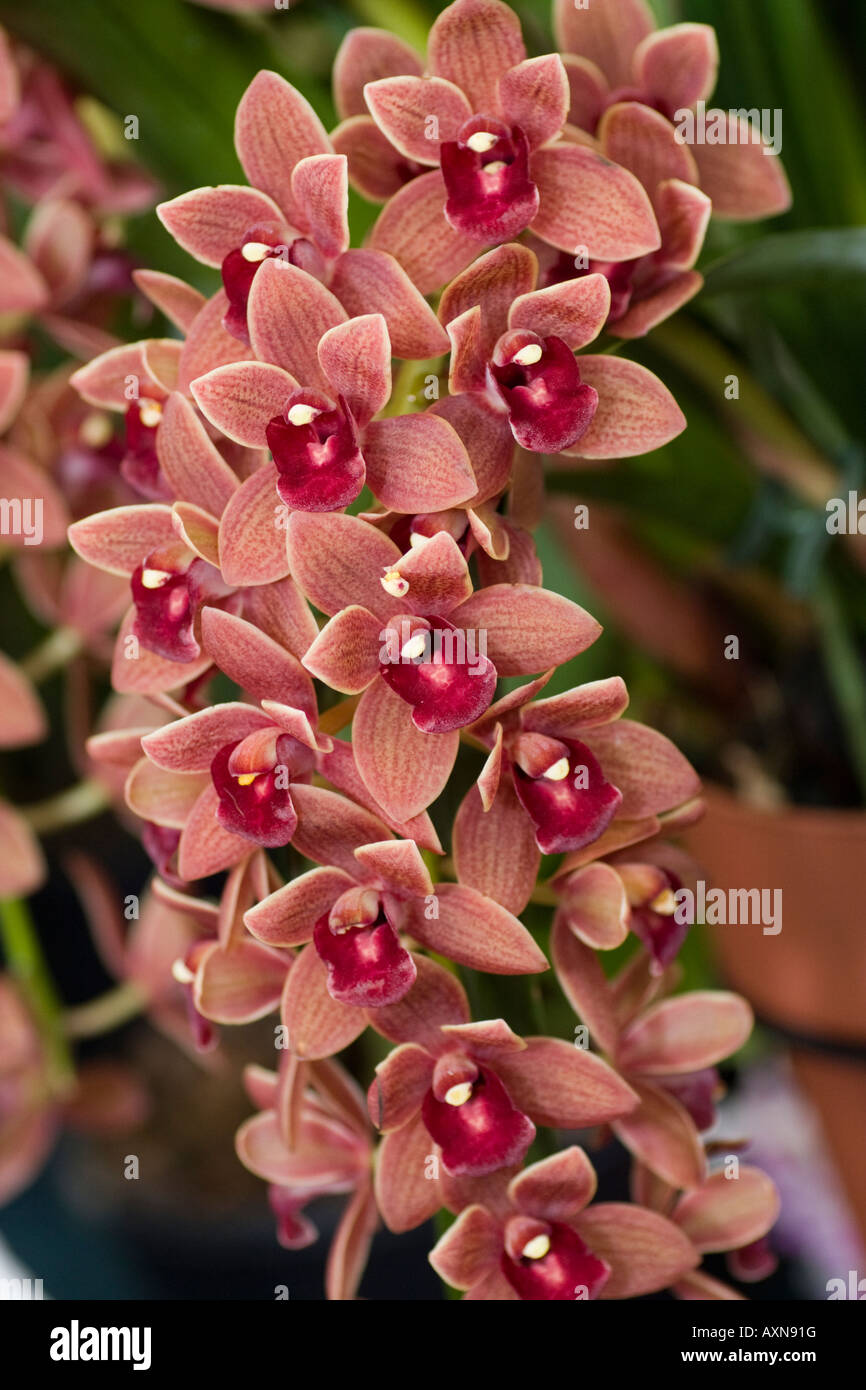 Cymbidium Dorothy Stockstill "Forgotten Fruits" orchid Stock Photo