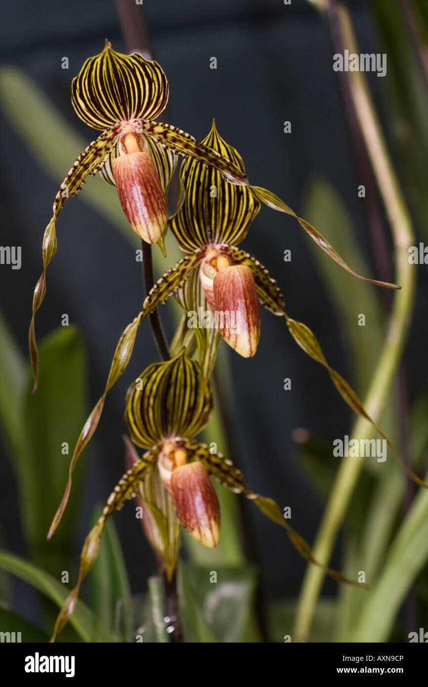 Orchid Paphiopedilum rothschildiamun x praestams Stock Photo