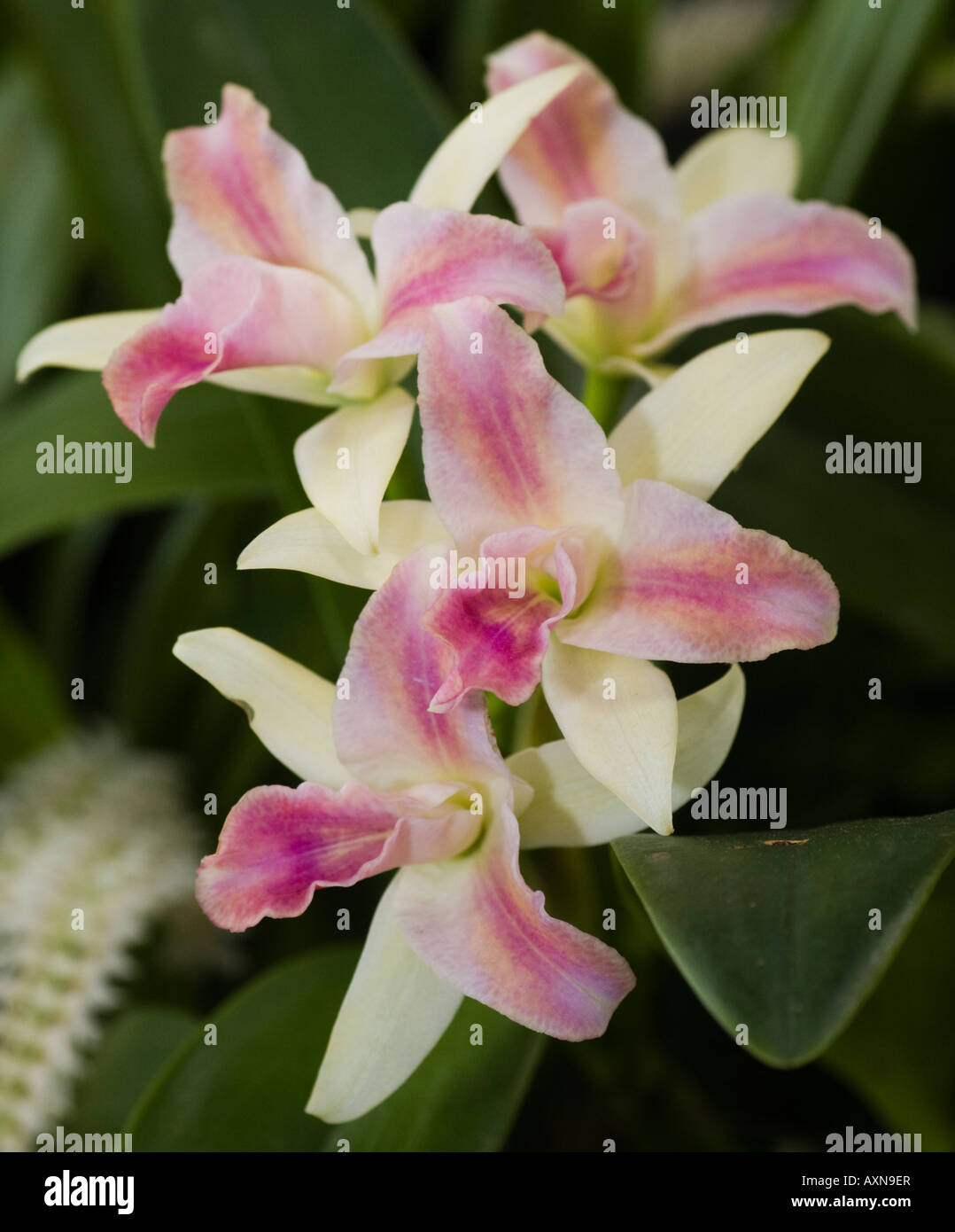 Orchid Laeliocattleya Mary Biu Stock Photo