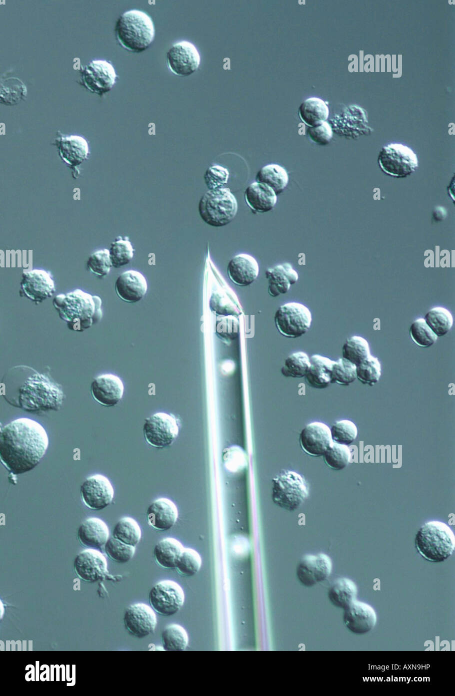 Human embryonic stem cells hi-res stock photography and images - Alamy