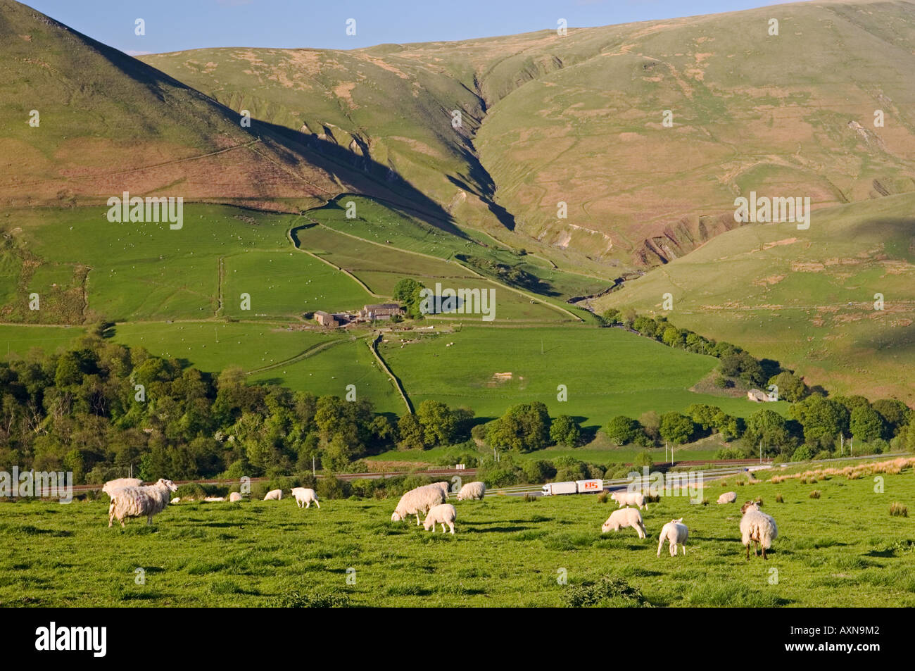 Sheep grazing on east Cumbria hills, the Howgill Fells, above M6 motorway, 2 miles south of Tebay, in the Lake District. Stock Photo