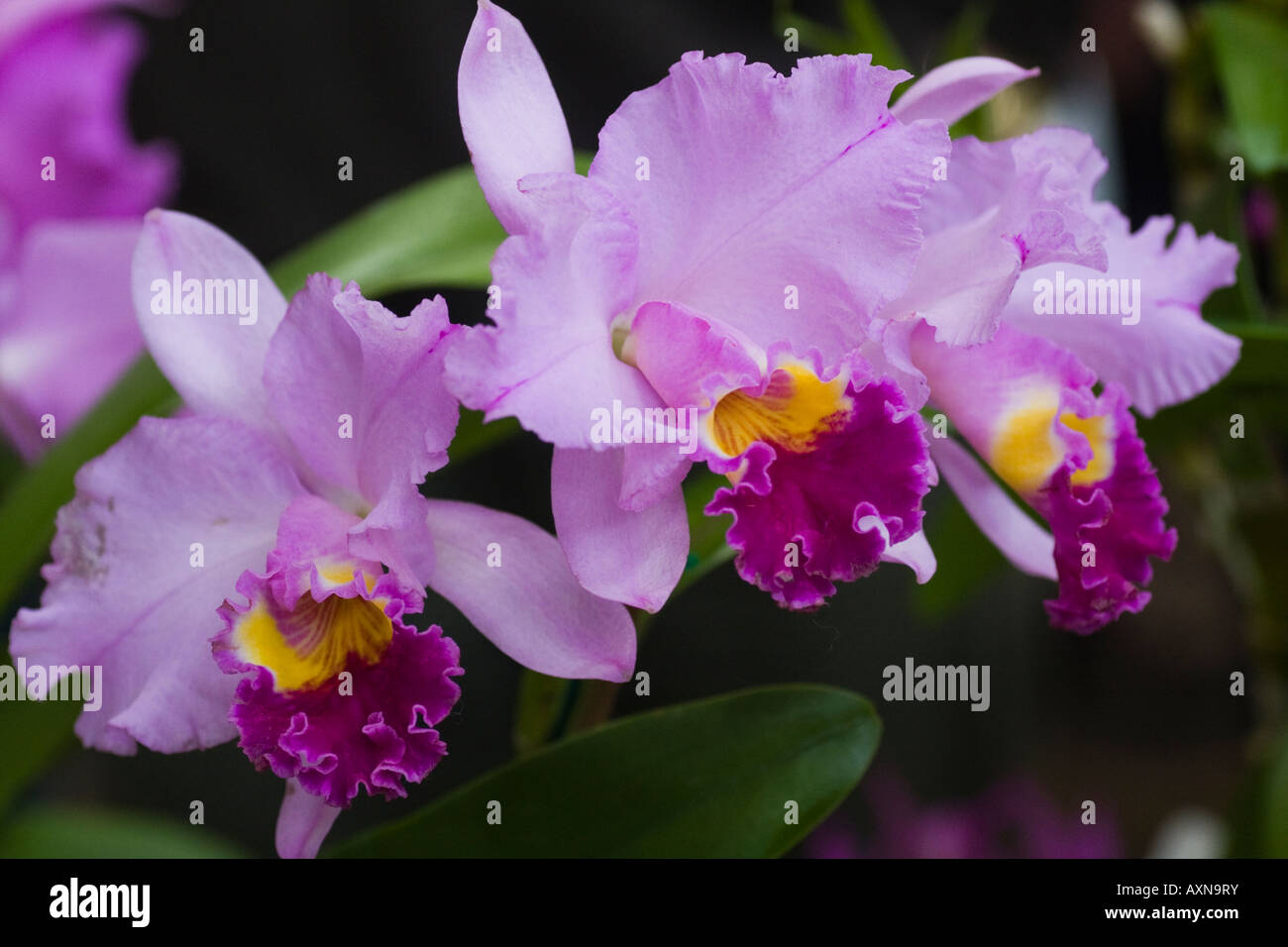 Orchid Laeliocattleya Ridge Mendenhall x Stock Photo