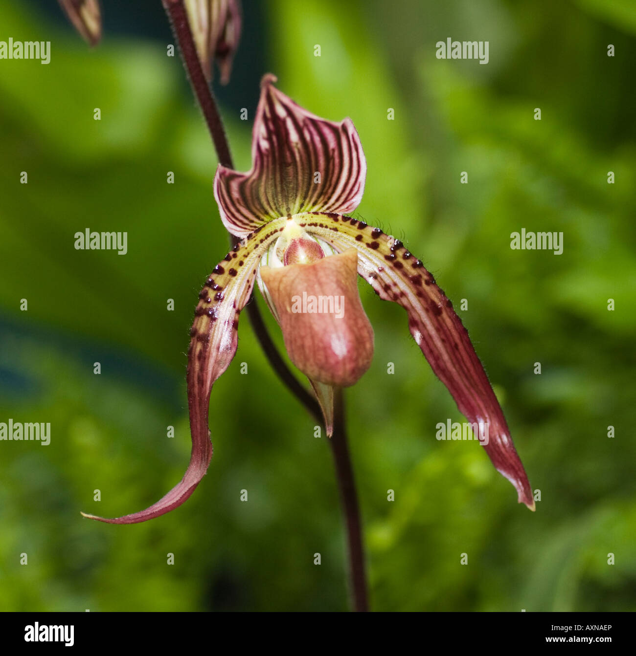 Orchid Paphiopedilum maudiae 'the King' x phillipinense 'alba' Stock Photo