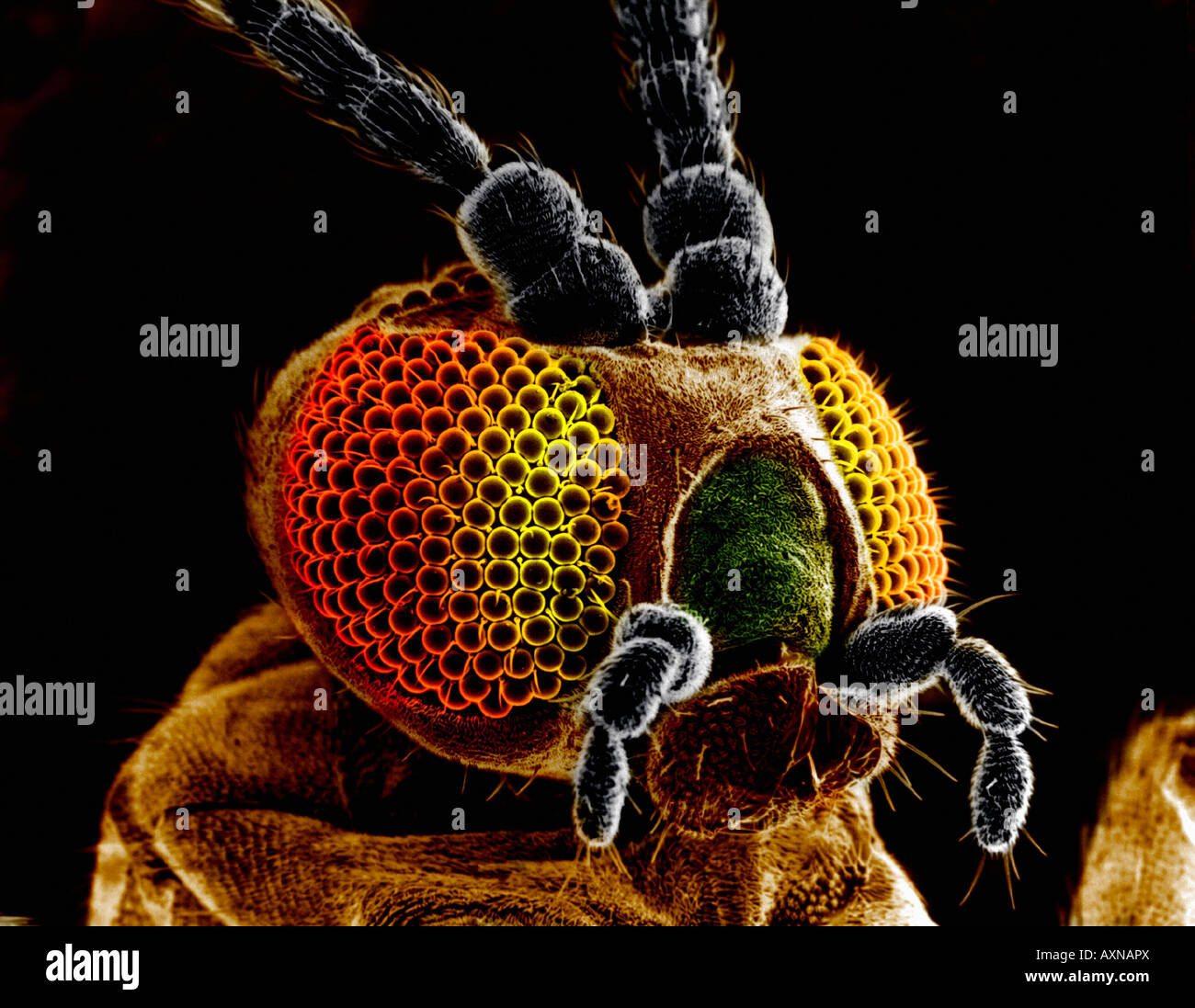 head of butterfly as seen through an EM microscope Stock Photo Alamy