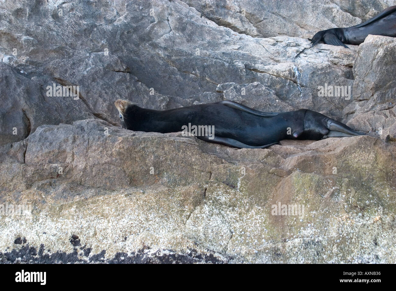 Sea lion on rocks San Lucas Baja California Mexico Stock Photo